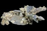 Fossil Pectin (Chesapecten) Cluster - Virginia #67742-2